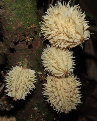 Carpotroche longifolia