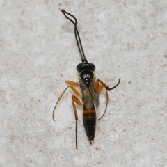 Diplazontinae