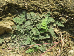 Myriopteris gracilis