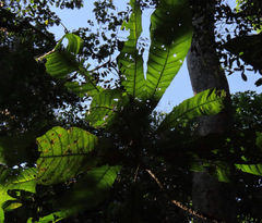 Carpotroche longifolia