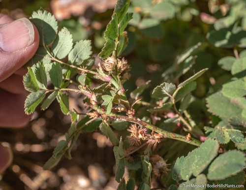 Rosa bridgesii, photograph 2