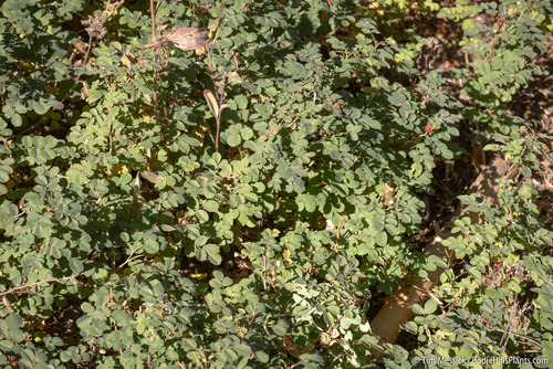 Rosa bridgesii, photograph 4