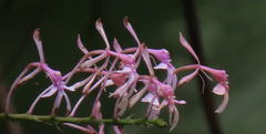 Epidendrum amplum