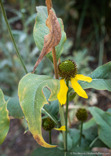 California coneflower (Rudbeckia californica)