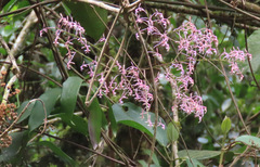 Epidendrum amplum