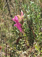 Lamourouxia dasyantha