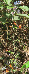 Gurania acuminata