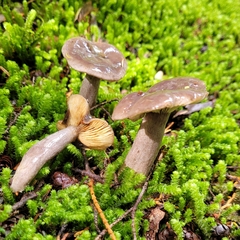 Lactarius pseudomucidus