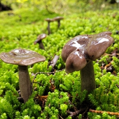 Lactarius pseudomucidus
