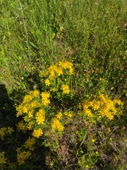 Hypericum perforatum