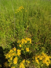 Hypericum perforatum