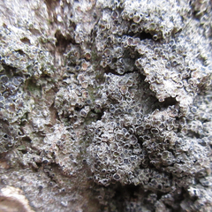 Rinodina ascociscana