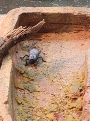 Cryptoglossa verrucosa