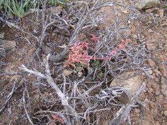 Crassula capitella thyrsiflora
