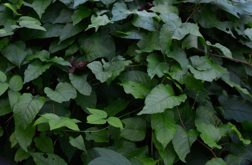 American buckwheat vine (Brunnichia ovata)