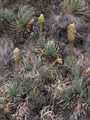 Puya membranacea
