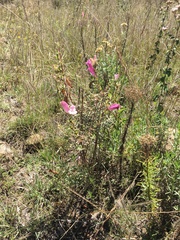 Lamourouxia dasyantha