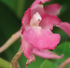 Rodriguezia lanceolata