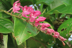 Rodriguezia lanceolata