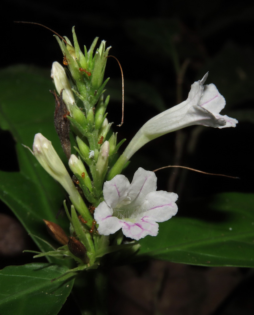 Ruellia terminalis