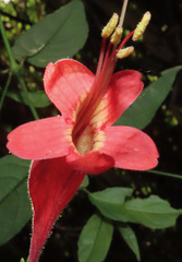 Ruellia inflata