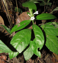 Ruellia terminalis
