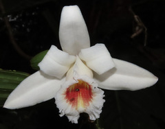 Sobralia klotzscheana