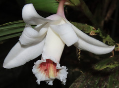 Sobralia klotzscheana