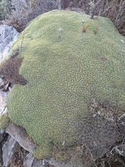 Bolax gummifera