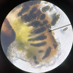 Rinodina ascociscana