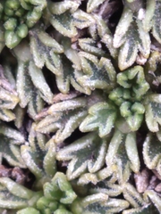 Bolax gummifera