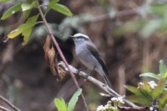 Ochthoeca leucophrys