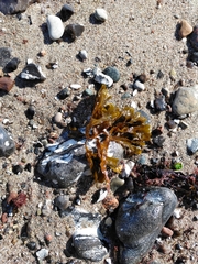 Fucus serratus