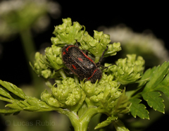 Astylus cyanerythrus