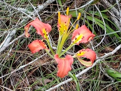 Lilium catesbaei image