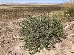 Acleisanthes lanceolata