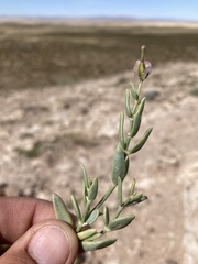 Acleisanthes lanceolata