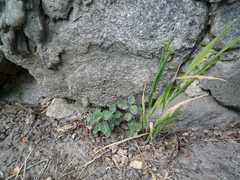 Cotoneaster nummularius