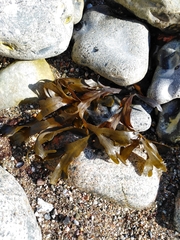 Fucus serratus