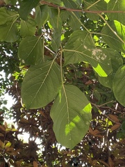 Bischofia polycarpa