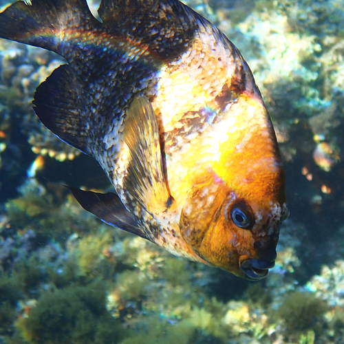 banded parma