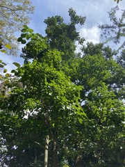 Bischofia polycarpa