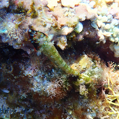 Enneapterygius rufopileus