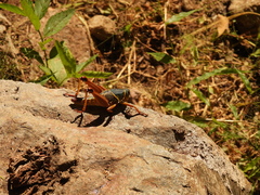 Brachystola behrensii