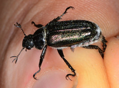 Dichelonyx