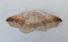 Prochoerodes forficaria