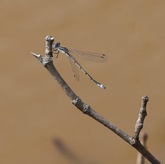 Lestes forcipatus