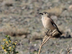 Henderson's Ground Jay photo 2