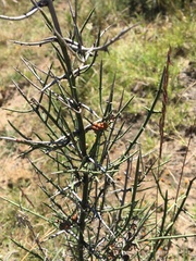 Adolphia infesta