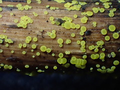Calycina scolochloae
